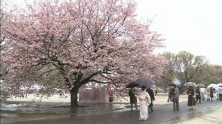 「北」人工衛星発射予告で「桜を見る会」中止へ（12/03/23）