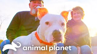 Deaf Pit Bull's Journey to a Loving Home | Pit Bulls & Parolees | Animal Planet