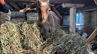 7:11 Animal heaven - Monday