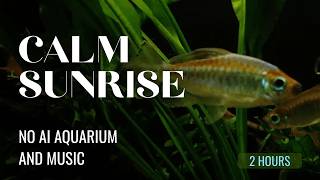 Download Lagu No AI: 2 Hour Sunrise with Congo Tetras and More | Chill Lofi Music Download Lagu No AI: 2 Hour Sunrise with Congo Tetras and More | Chill Lofi Music