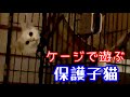 【野良子猫保護】夜遅くなっての子猫のケージの使い方が可愛すぎる