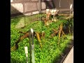【水草水槽レイアウト】45F水槽ベビーハイグロの水草絨毯【水草の種】