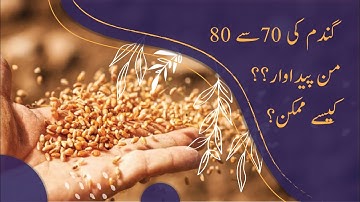 Best Wheat Sowing Methods (Land Preparation, Varieties & Fertilizer Use)