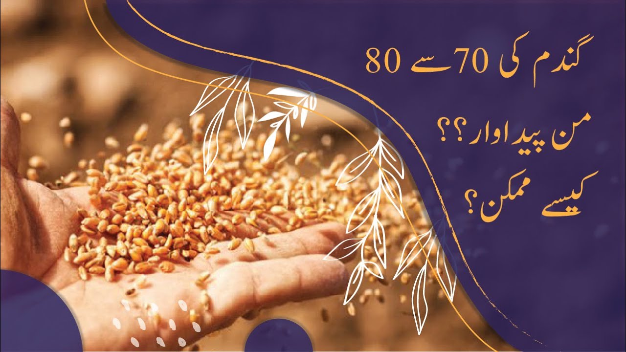 Best Wheat Sowing Methods (Land Preparation, Varieties & Fertilizer Use)