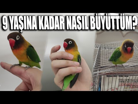 Video: Dışarıda Cennet Kuşu Yetiştirme - Açık Havada Cennet Kuşlarına Nasıl Bakılır
