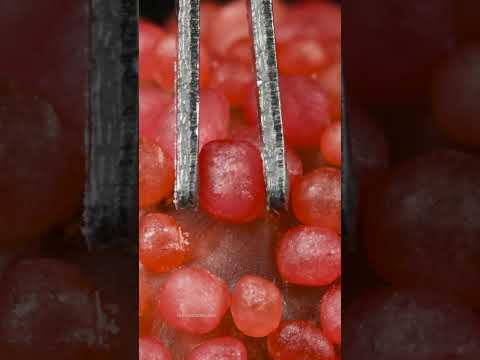 Plucking Jelly Berries Ultra Close Up ASMR
