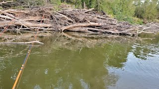 ALL NIGHT Fishing in a HUGE Brushpile!!! (Sandbar Camping and Cooking)