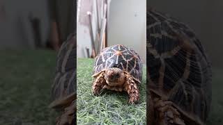 Chiku's morning vibes 🥰🐢 | cute baby tortoise feeding 👈🐢 . #pets #tortoise #animals