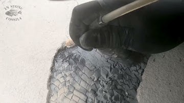 first gar preparation #fossil #fossils #explore #preparation #gar #garfish #paleontology #science