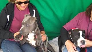A4822308 Butch 4822305 Sundance Pit Bull Mix Puppies