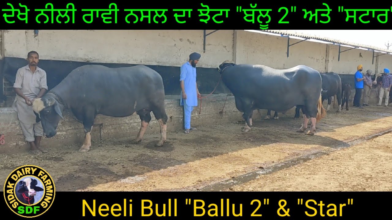 Super Star Bull 
