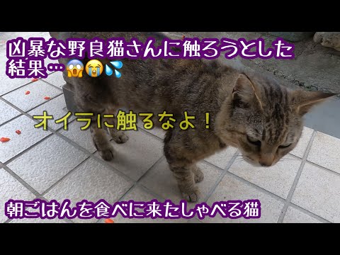 凶暴な野良猫さんに触ろうとした結果😱😭💦朝ごはんを食べに来たしゃべる猫さん