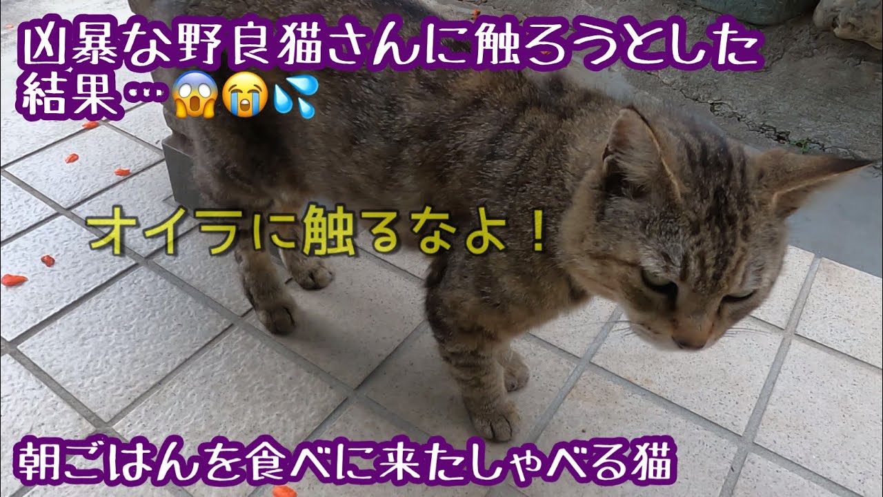 Thống Ke Video Youtube Cho 触られたくない凶暴猫を触ろうとした結果 Noxinfluencer