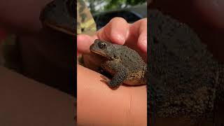 How to pet a toad