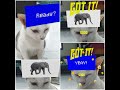 CARA MENGAKTIFKAN GAME VIRAL HeadQuiz di INSTAGRAM