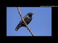 Vogelbestimmung: Star (Sturnus vulgaris)