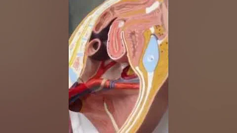 FRCC603 Urinary System