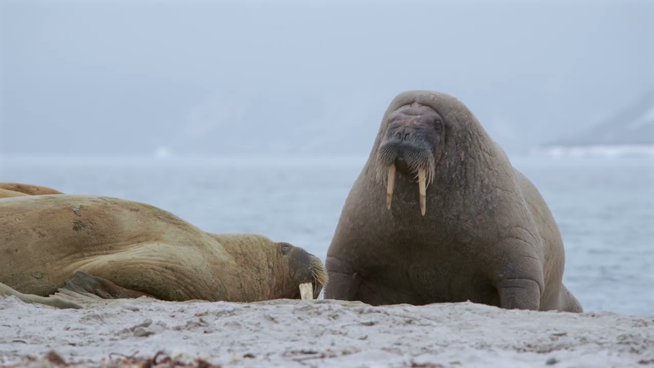 ⁣Wildlife Watching: Svalbard