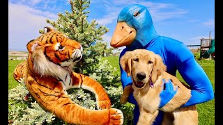 Blue Rubber Ducky Saves Puppy For Tiger in Real Life Chase!