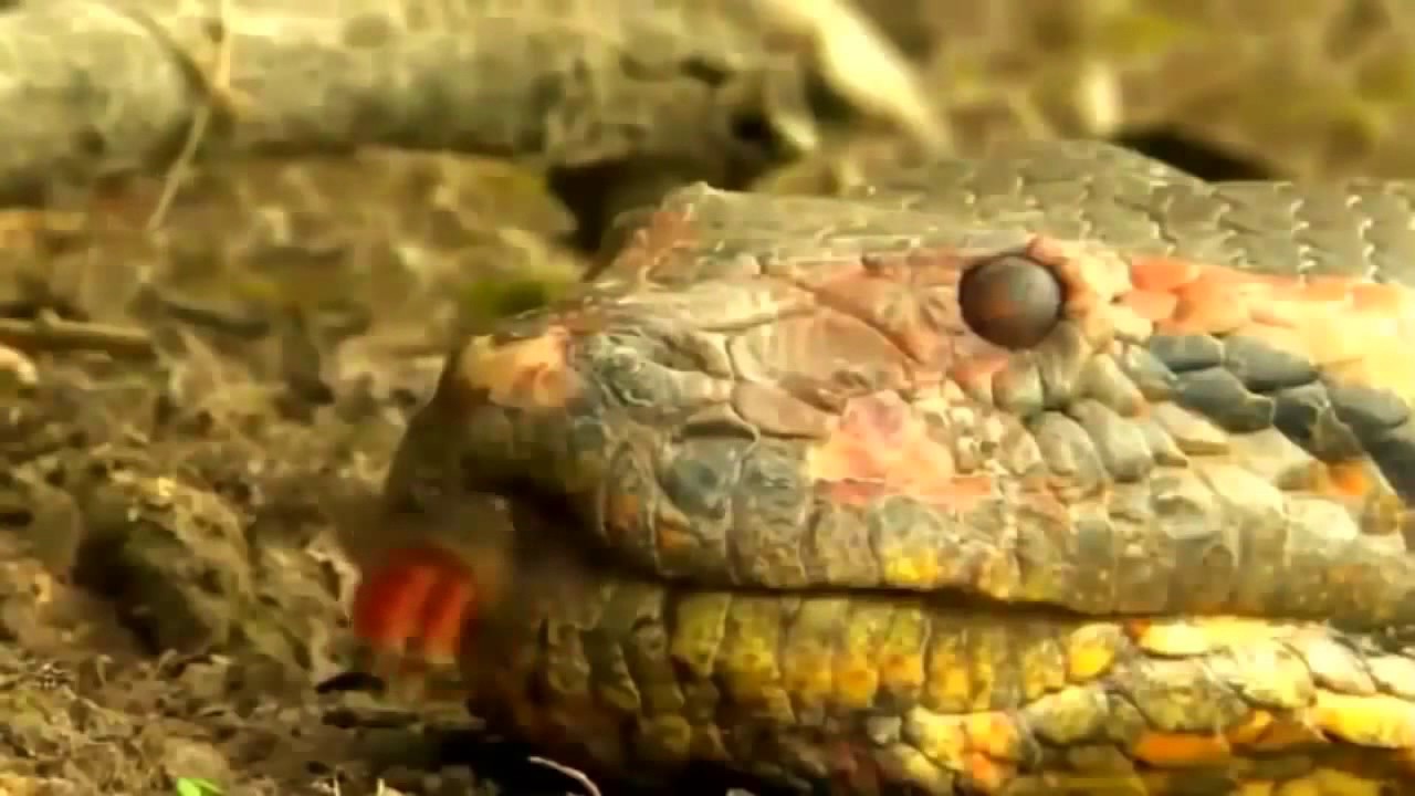 Анаконда Королева змей. Анаконда Королева змей фильм. Змеи Африки документальный фильм