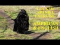 Cocker Spaniel Exercise [American and English] の動画、YouTube動画。