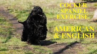 Cocker Spaniel Exercise [American and English] by Barkercise 651 views 3 years ago 5 minutes, 44 seconds