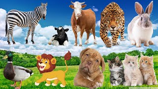 Beautiful day of animals around us, watching animals play by Animal Universe 7,481 views 1 year ago 30 minutes