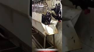 poultry chicken slaughterhouse abattoir electric water-bathing stunning machine