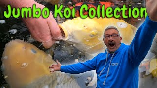 MASSIVE PRIVATE KOI FISH COLLECTION VISITCOULD THESE FISH BE THE BIGGEST IN ONE COLLECTION