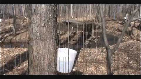Making Maple Syrup