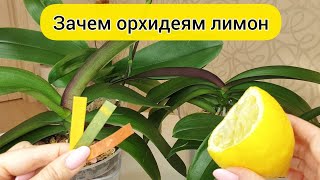 Правильная ВОДА ДЛЯ ПОЛИВА орхидей // ЛИМОННЫЙ сок для орхидей