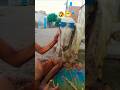 new fancy bakra#videos #bakra EAD KI #bakra#funny #foryou #trending #viral #shorts