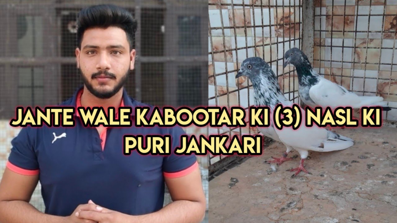 BABA JANTE = WALE KABOOTAR KI ( JANKARI )= 3 NASL =|| PART 1 || ( KABOOTARBAZI )