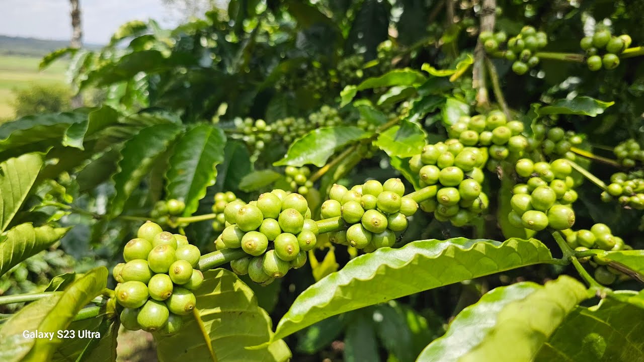 (#405) 12 acre beautifull coffee estate. ಬೆಂಗಳೂರು ಮಂಗಳೂರು ರಸ್ತೆ ಹತ್ತಿರ. ಸಕಲೇಶಪುರ. 👌🏻🌍