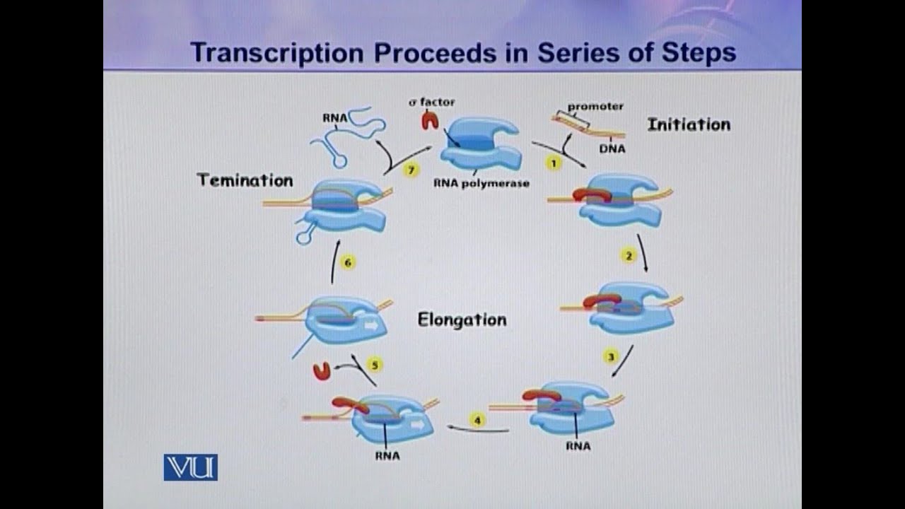 Elongation During Transcription | Cell Biology | BIO5105_Topic103