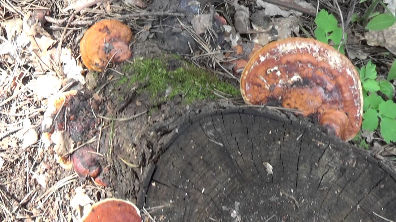 Русский гриб Трутовик или Рейша, или Ганодерма или ЛинЧжи. Красивый ...