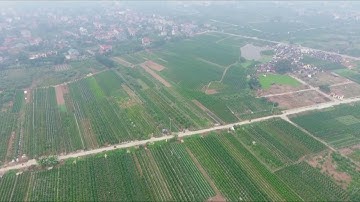 Quýt Văn Giang Hưng Yên