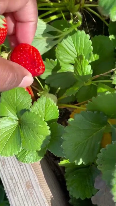 Harvesting strawberries 🍓