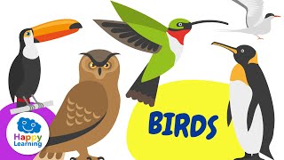 CURIOSITIES OF BIRDS | Educational Videos for Children Happy Learning