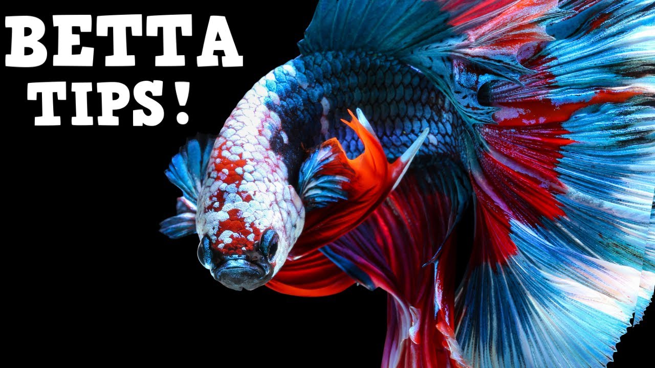 Top Tips For Keeping A HEALTHY Betta Fish! Beginner Betta Techniques