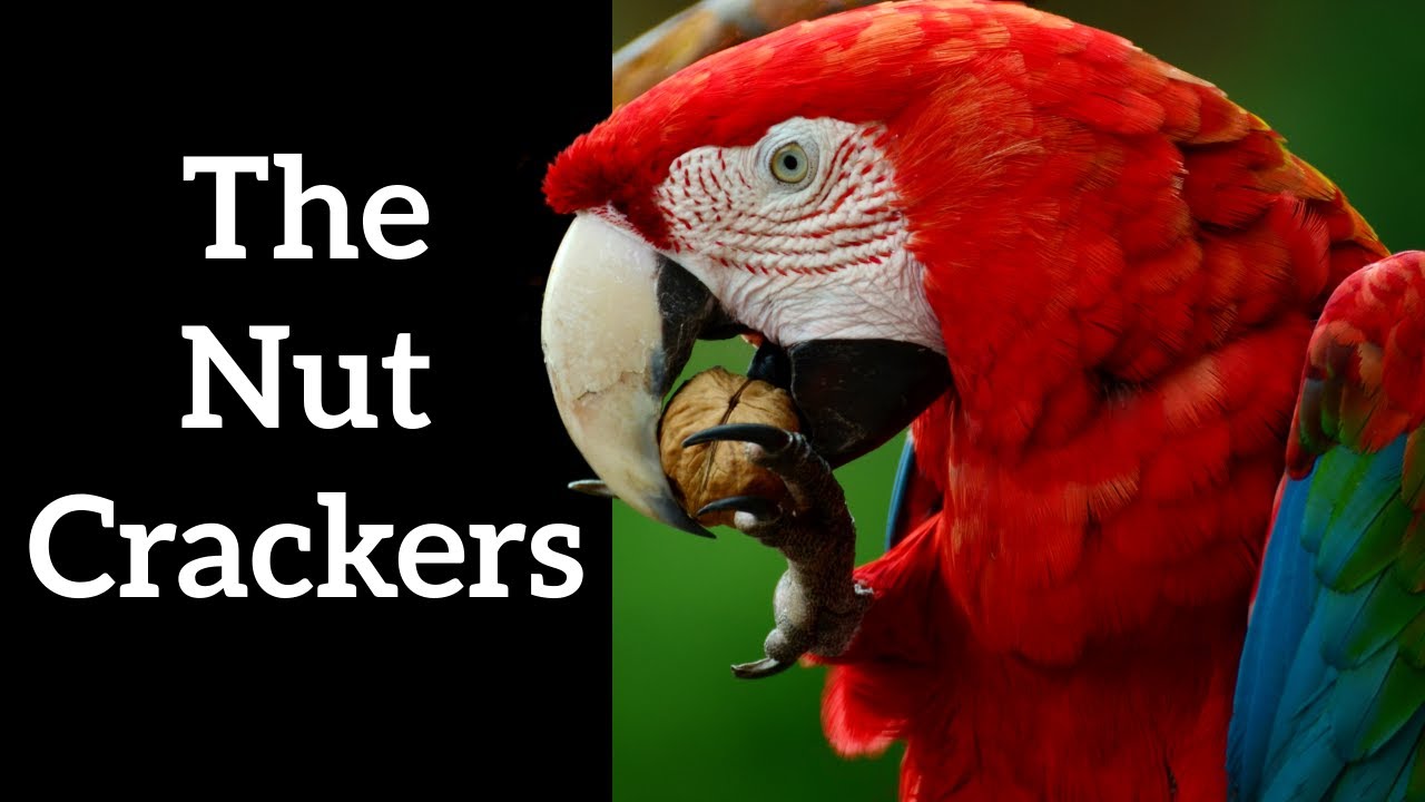 The Nutcrackers Parrots Cracking Open Nuts YouTube