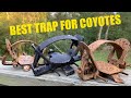 BEST TRAPS FOR COYOTES!!!(#1 BEST TRAP TO BUY)
