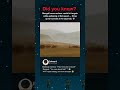 Did you know? Mongol horse archers could hit targets while galloping at full speed