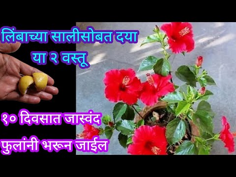 या घरगुती खताच्या वापराने जास्वंद फुलांनी भरून जाईल||Organic fertilizer||#spgardeningmarathi