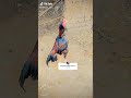 BestTiktokVideo #tiktok #serhatdurmusmusic #plantation #viral #trending #aseelmurga #attitude #yt