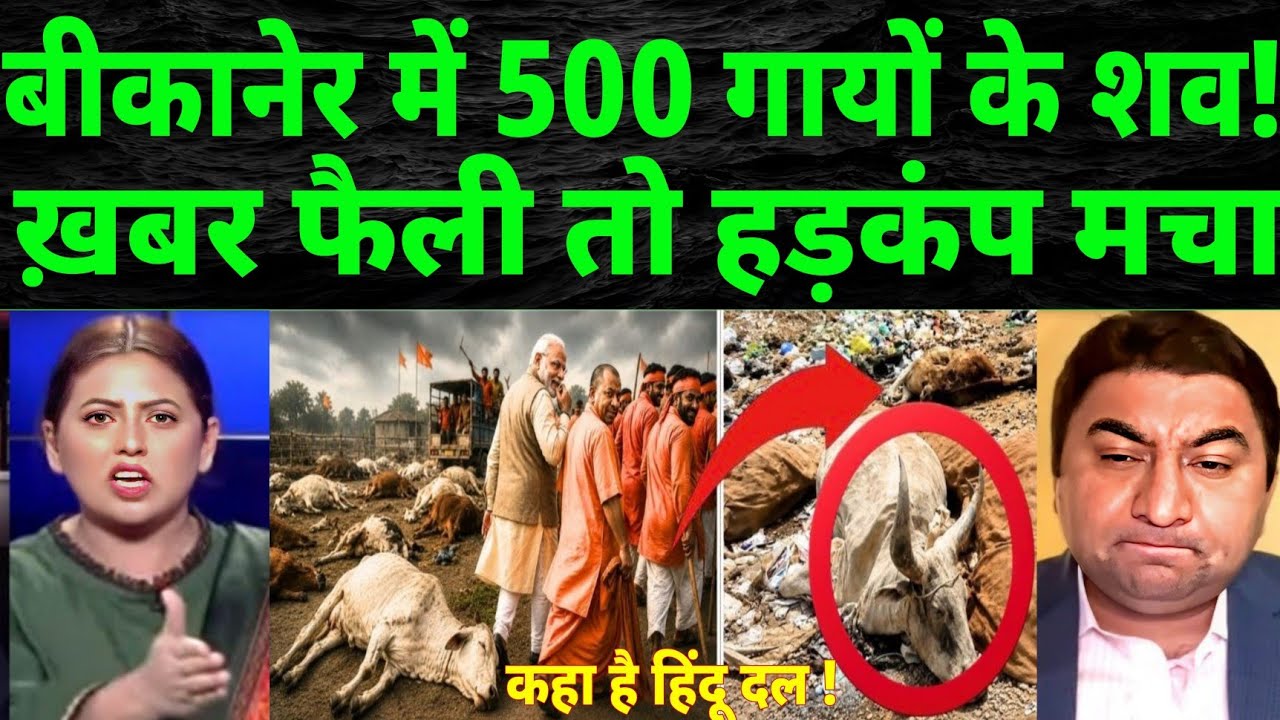 500 cow Body Found In Bikaner! what Reality Behind It | Eid | abakra Eid
