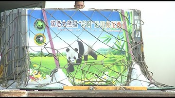 Two Giant Pandas Arrive in Jakarta