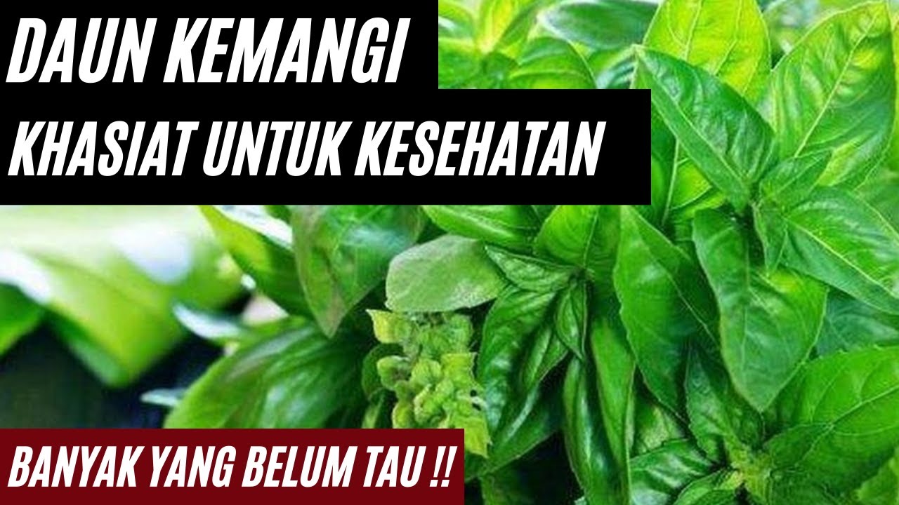 BUKAN SEKEDAR TANAMAN BIASA!! KHASIAT MANFAAT DAUN KEMANGI UNTUK