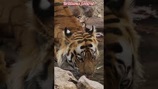 Nature’s Deadliest Silent Predator - Tiger #tiger #bengaltiger #jungle #wildlife #wildanimals