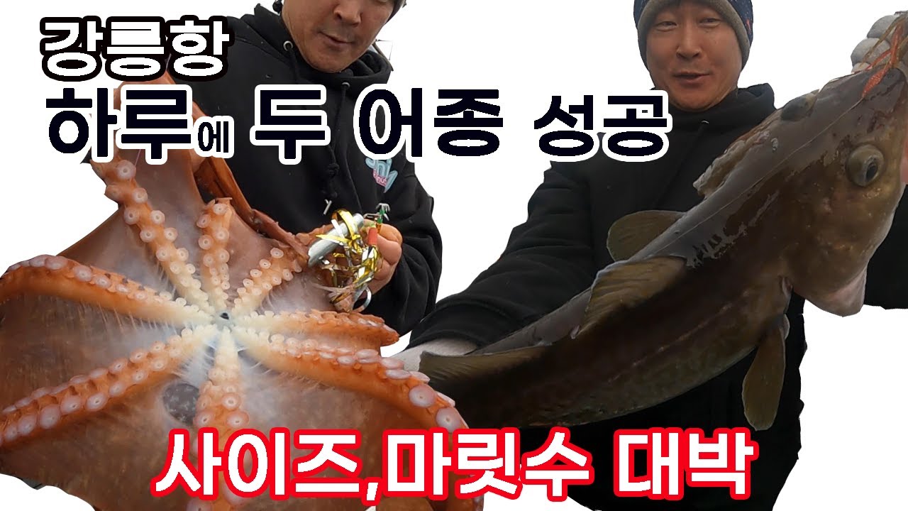 피문어 / 왕대구 하루 낚시에서 성공 강릉항, 지금 낚시 가시지요.